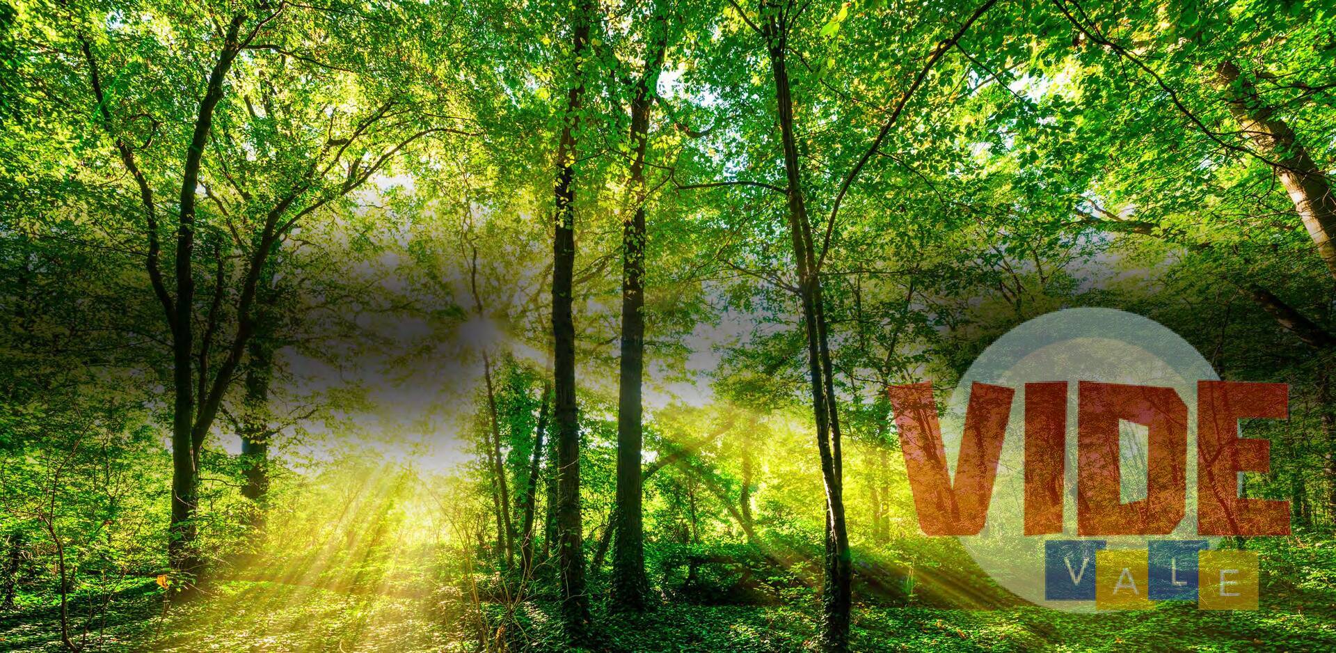 Terreno, 250 m² - Foto 14